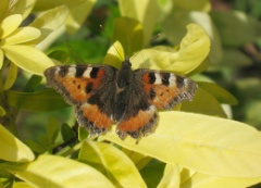 20130811 Small Tortoiseshell